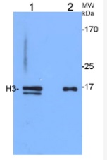 H3 | Histone H3 (rabbit antibody) (nuclear marker) in the group Antibodies Plant/Algal  / Compartment Markers / Nuclear marker at Agrisera AB (Antibodies for research) (AS10 710)